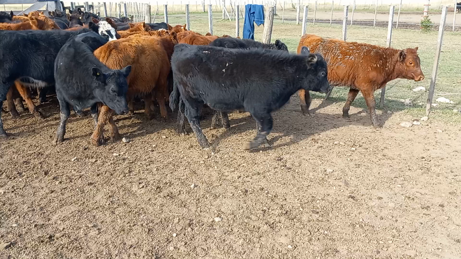 Lote 70 Terneros en arboledas, Buenos Aires