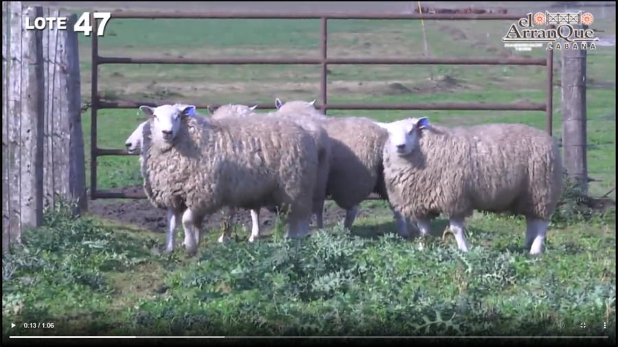 Lote 5 Carneros Texel - Santa Anita, Entre Rios