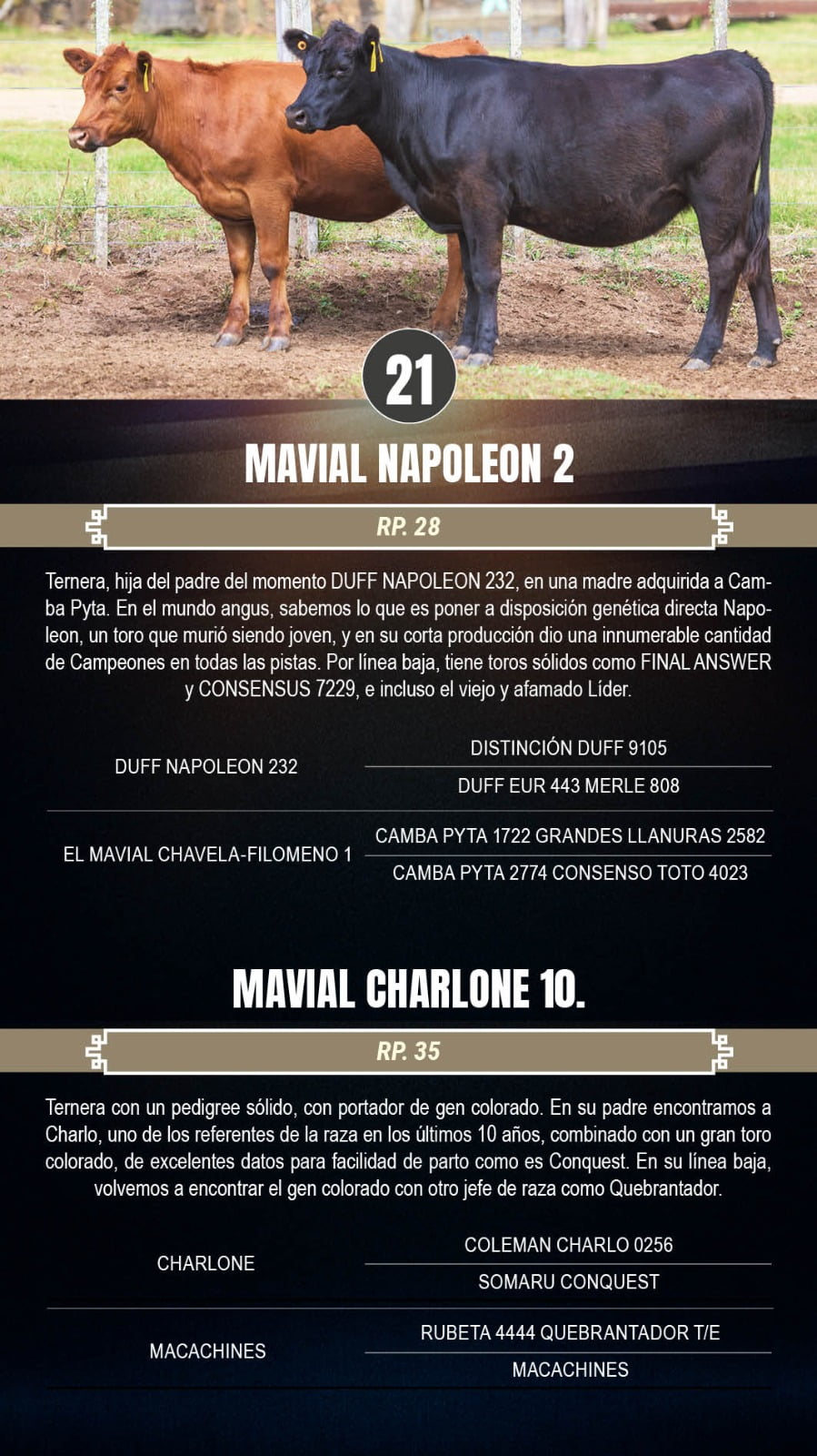 Lote 2 Terneras a remate en 3º Remate Cabaña El Mavial, Lavalleja