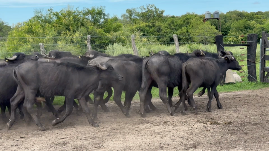 Lote 31 Bubillas en Corrientes, Felipe Yofré