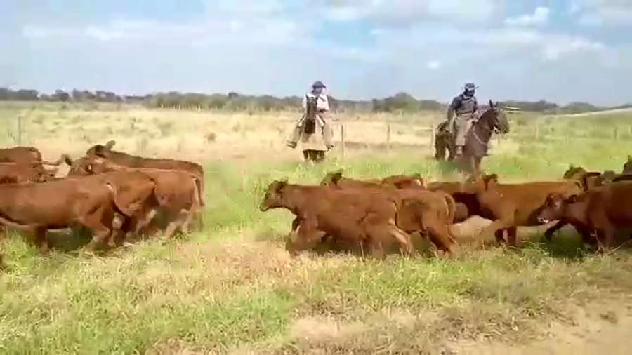 Lote 200 Terneras en Las Lomitas, Formosa