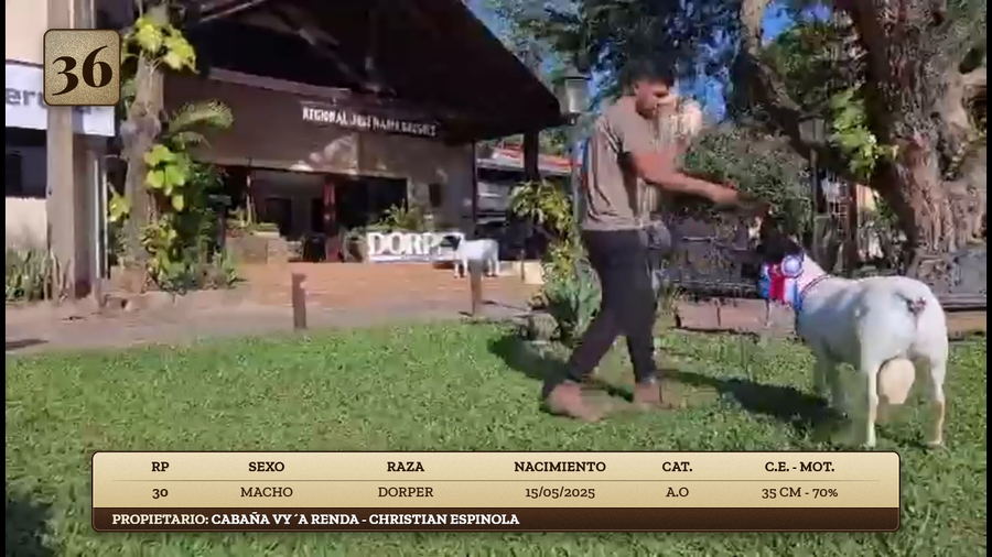 Lote LOTE 36