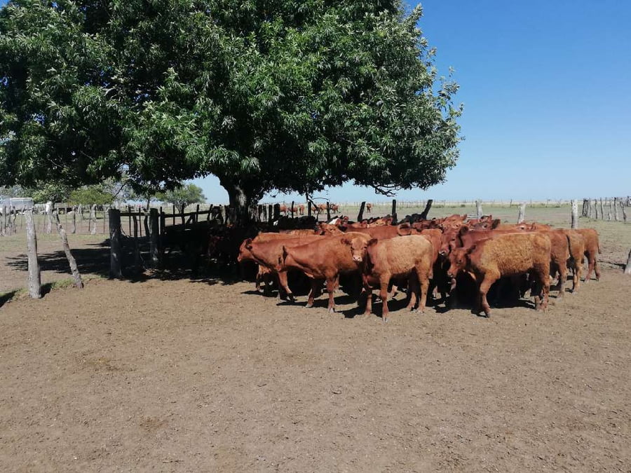 Lote 70 Terneros en Federal, Entre Ríos