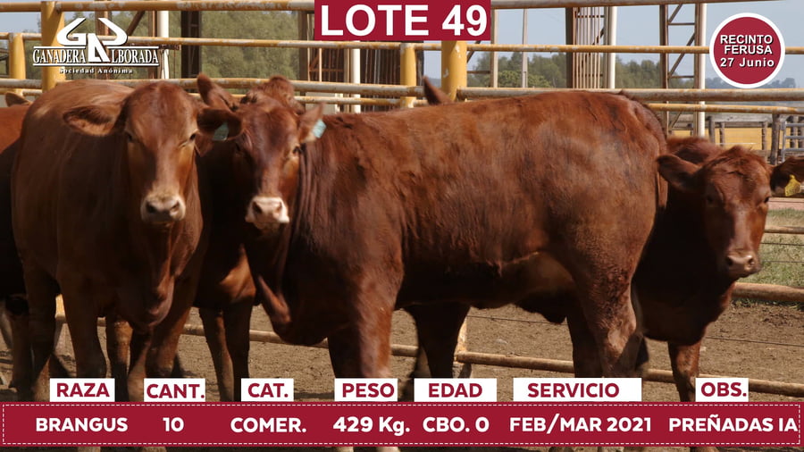 Lote Reproductores de Alborada - Lote 49