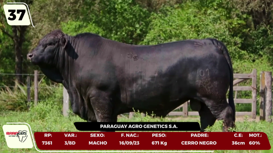 Lote LOTE 37 - CAMPO
