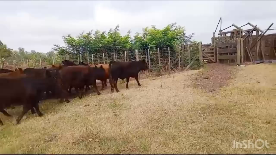 Lote 55 Novillitos