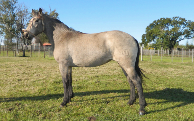 Lote MUY BUENA 212 DE NC