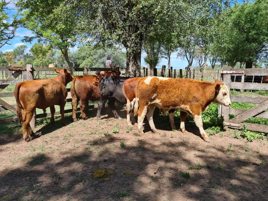 Lote 5 Novillitos en Gral. Lamadrid, Buenos Aires