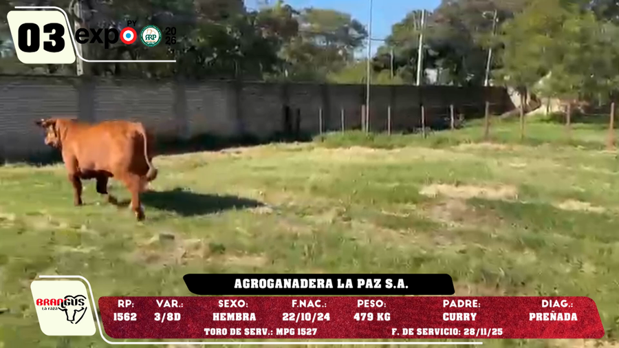 Lote LOTE 3