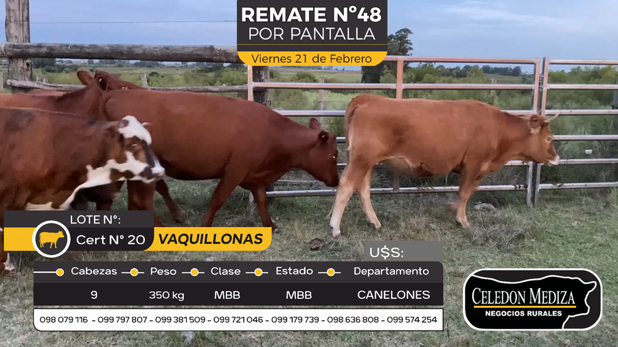 Lote 9 Vaquillonas 1 a 2 años en Otra Localidad, Canelones