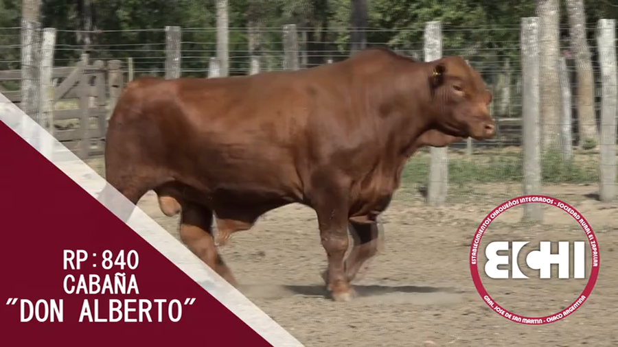 Lote TORO BRANGUS CABAÑA DON ALBERTO