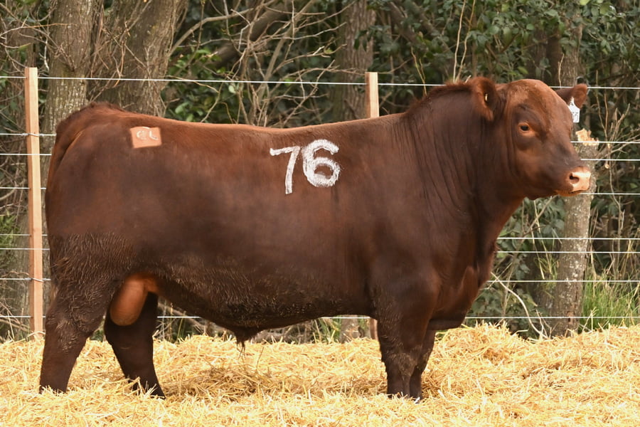 Lote TOROS ANGUS PC