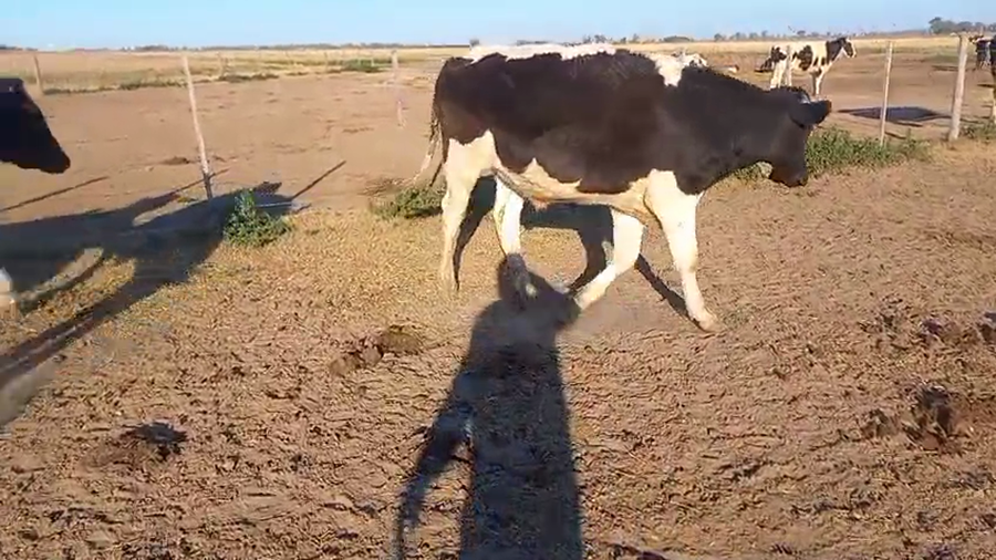 Lote 20 Novillos Holando Argentino en Brinkmann, Córdoba