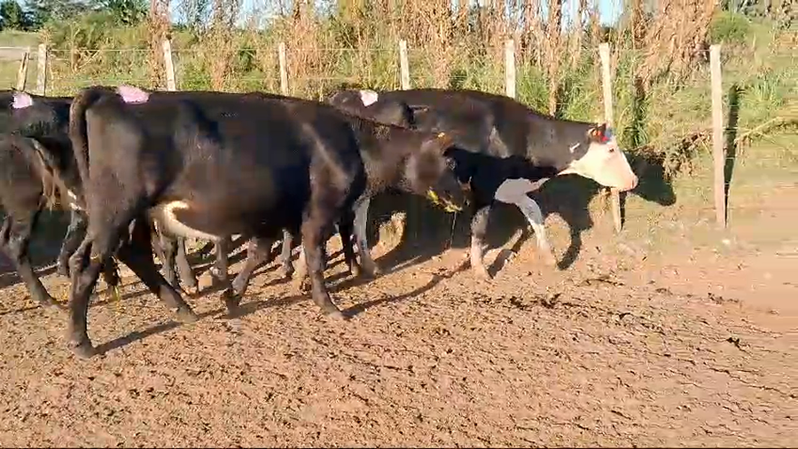 Lote 13 Vaquillonas  Cruza angus a remate en Pantalla Camy 350kg -  en Ruta 2 Km 122