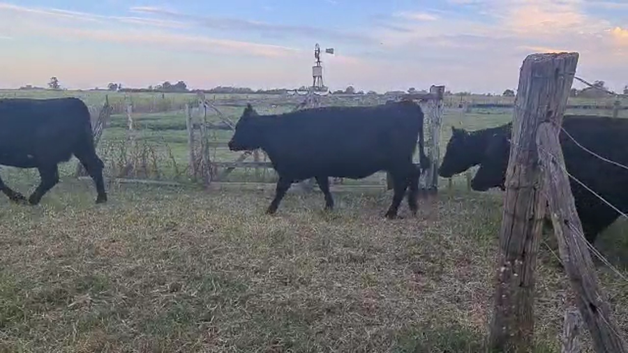 Lote 62 Vaquillonas C/ gtia de preñez en Las Flores, Buenos Aires