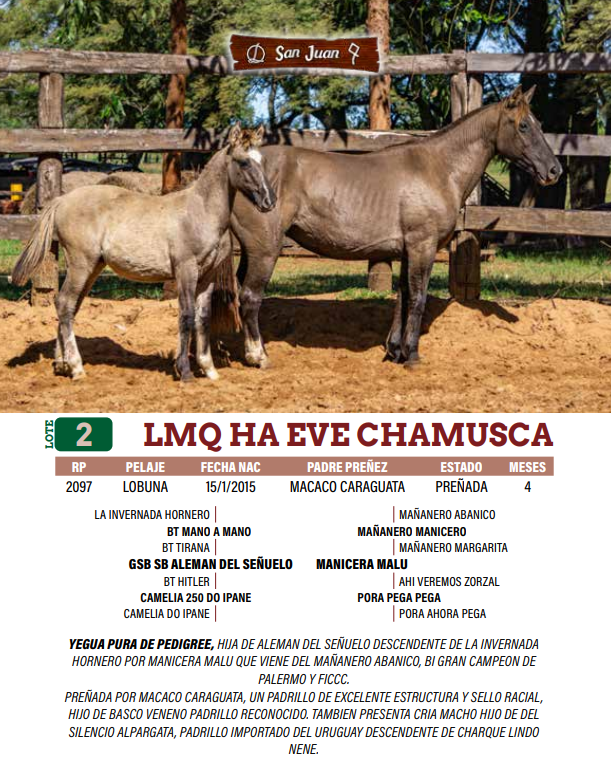 Lote LOTE 2