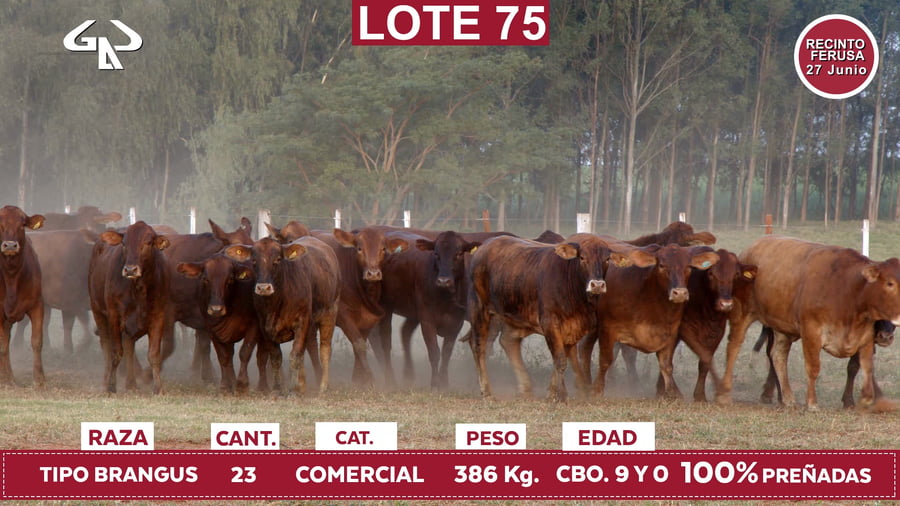 Lote Reproductores de Alborada - Lote 75
