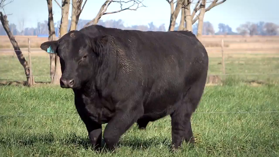 Lote Toros PP y PC a campo con DEPs