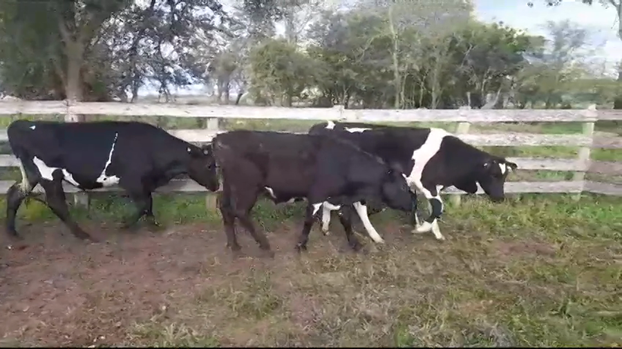 Lote (Vendido)4 Novillos Holando HOLANDO a remate en #37 Pantalla Carmelo 270kg -  en SAN PEDRO