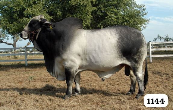 Lote Embriones Brahman