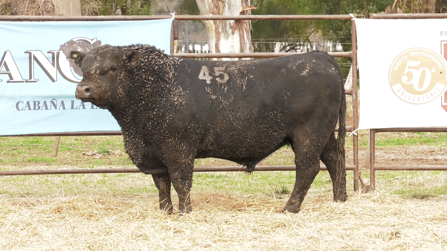 Lote TOROS ANGUS NEGROS  PC