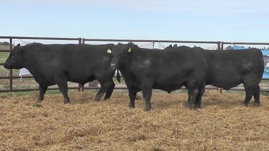 Lote "Toros ""SANTA ROSA"""