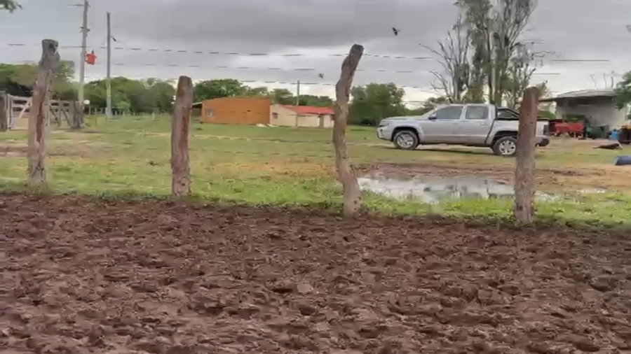 Lote 106 Terneros en Corrientes, Bella Vista
