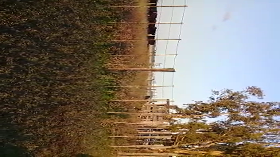 Lote 104 Novillitos y vaquillonas en Buenos Aires, Tapalqué