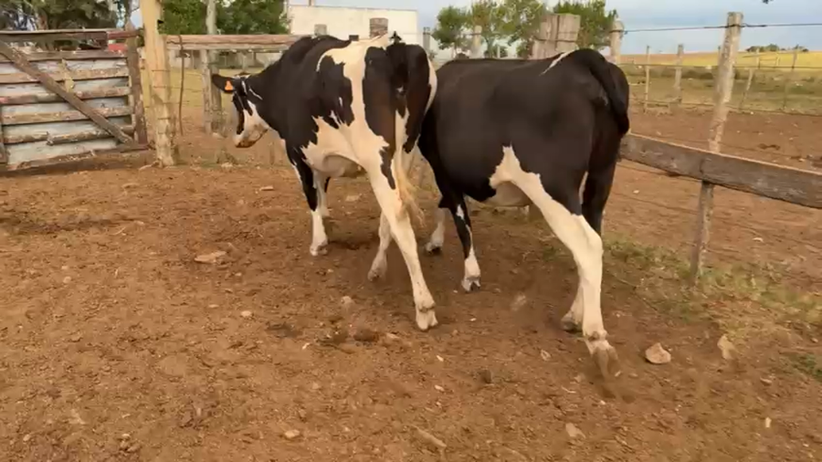 Lote 2 Vaquillonas  a remate en Pantalla Camy, San José