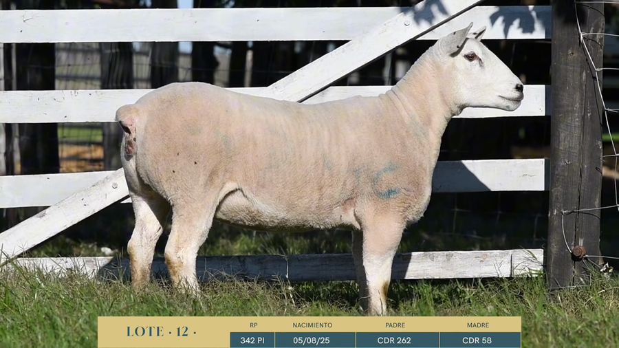 Lote Lote 12