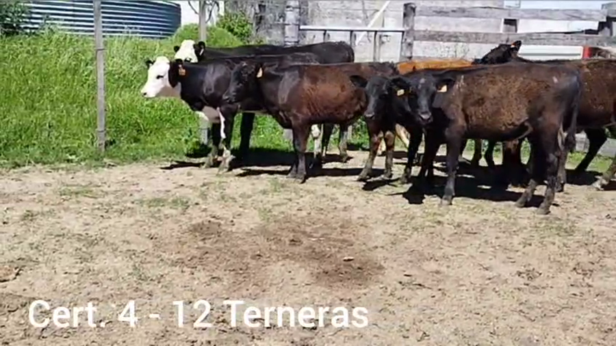 Lote TERNERAS