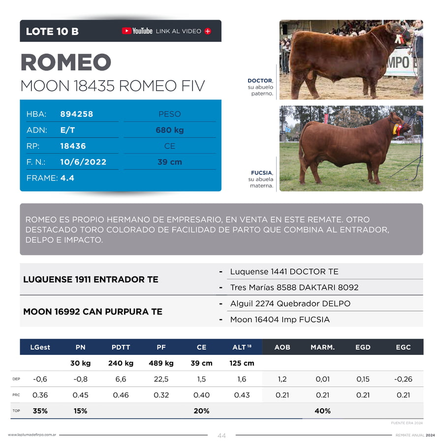 Lote TOROS PP DESTACADOS