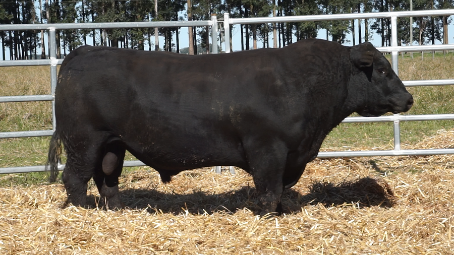 Lote 3 Toros a remate en San Carlos y La Magdalena, Artigas
