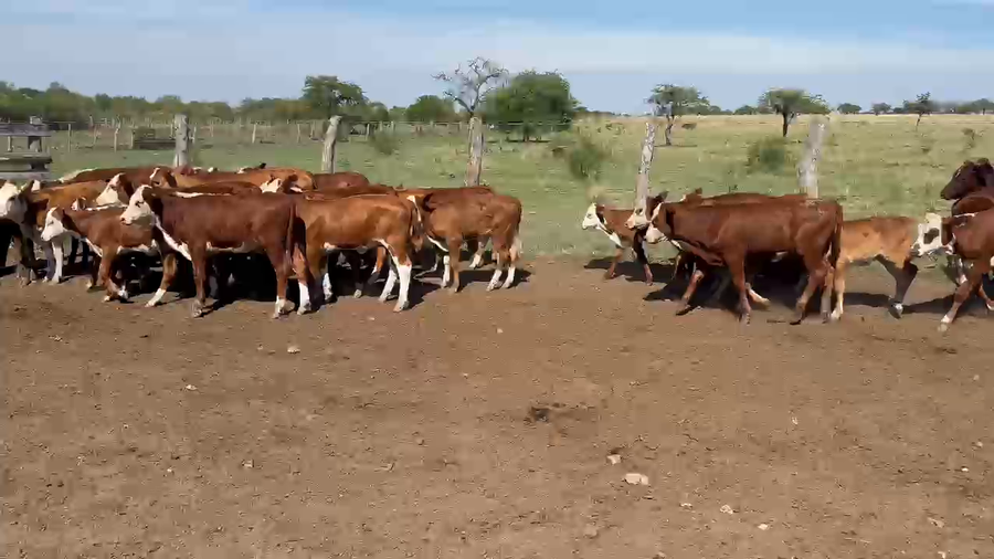 Lote 52 Vacas CUT con cría