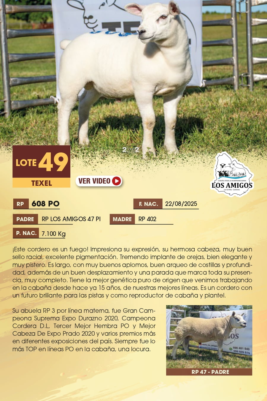 Lote 49 - TEXEL