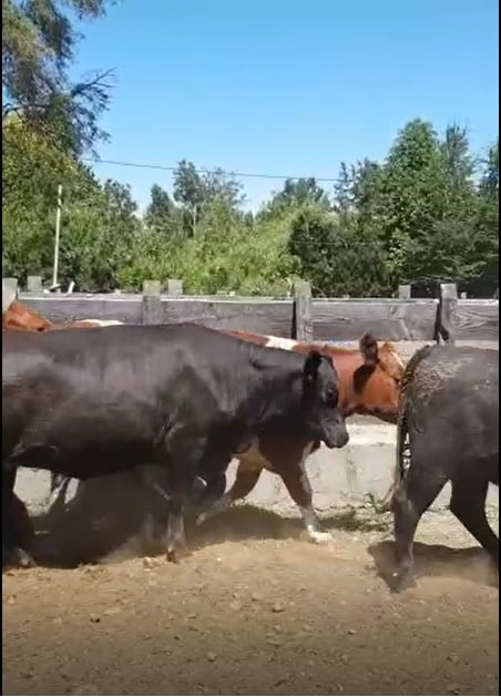 Lote 47 Vaquilla Gorda en Osorno, X Región Los Lagos