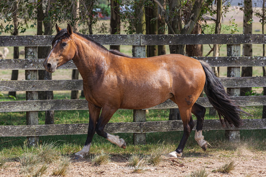 Lote GABRIELA 644 DE LA CASELLA