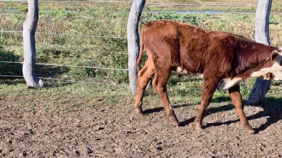Lote 145 Terneros en Corrientes, Goya