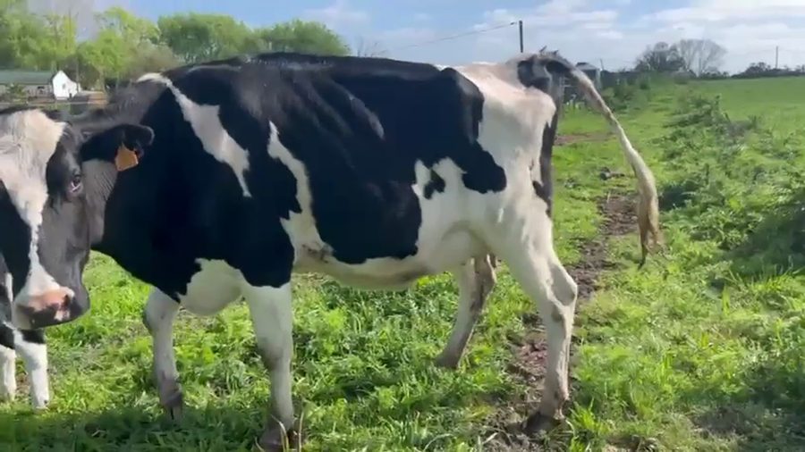 Lote Vaquillonas  a remate en Pantalla Camy 470kg - , San José