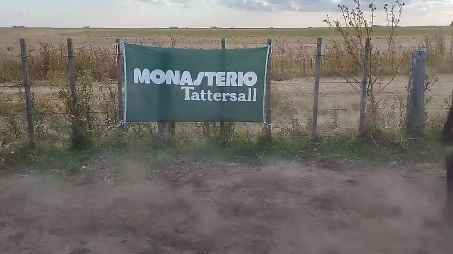 Lote 24 Novillitos y vaquillonas en Benito Juárez