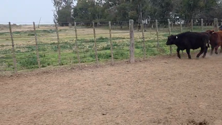 Lote 70 Terneros/as en Gral. Levalle
