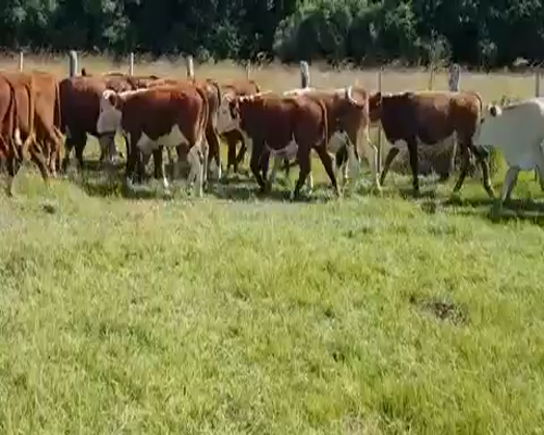 Lote 82 Terneros en Corrientes, Concepción