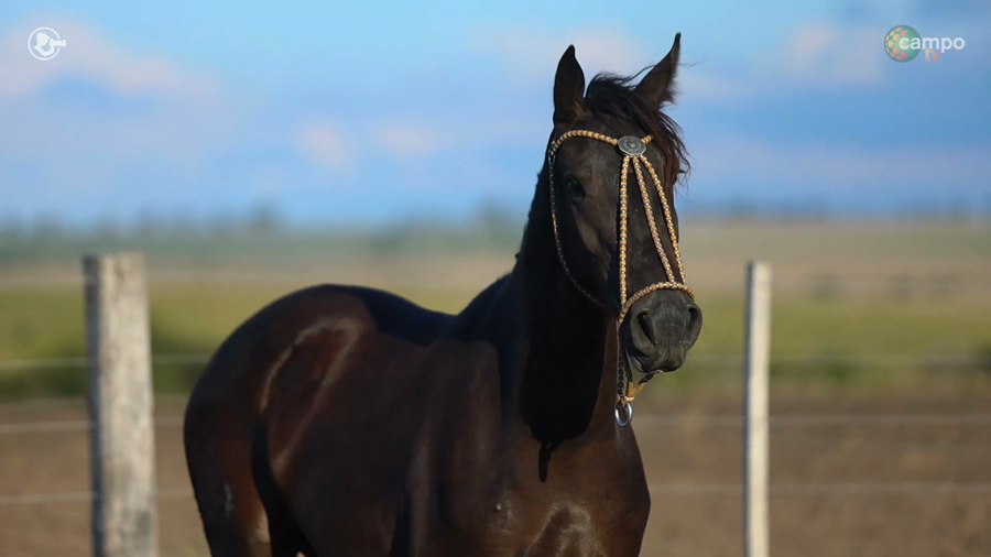 Lote LA ROSADA PACIANA