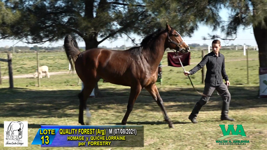 Lote QUALITY FOREST (ARG)