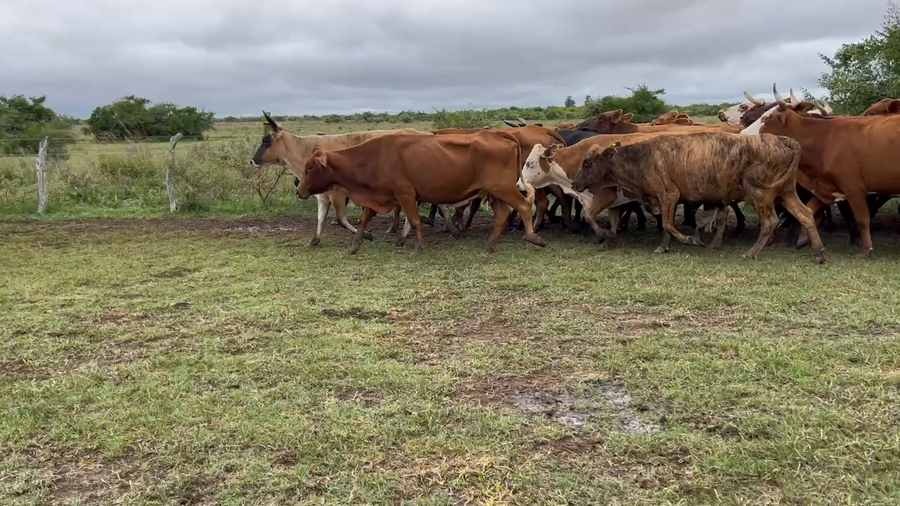 Lote 38 Vacas de invernar en Bella Vista, Corrientes