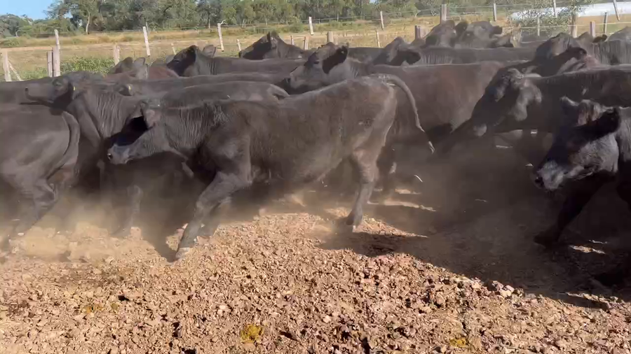 Lote 160 Vaquillonas P/ entorar en Los Pirpintos, Santiago del Estero