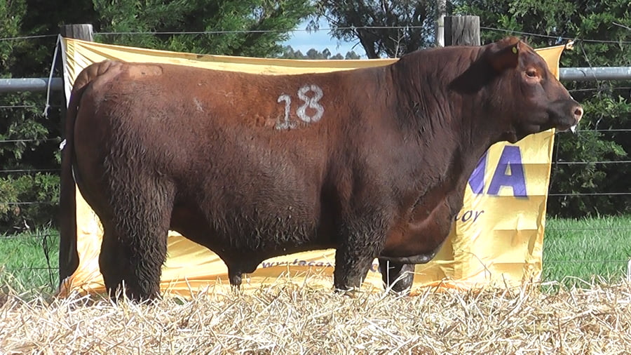 Lote TOROS ANGUS PUROS CONTROLADOS
