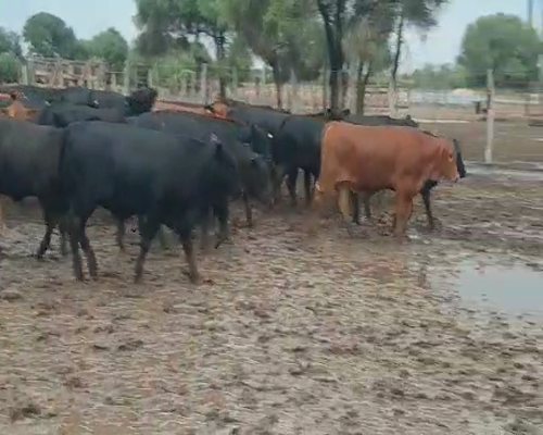 Lote 94 Terneras en Tintina, Santiago del Estero