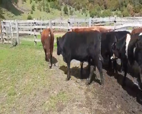 Lote 30 Ternero