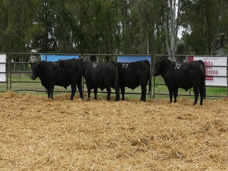 Lote TOROS ANGUS NEGROS PC